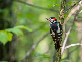 Great spotted woodpecker on a branch in green scenery.
