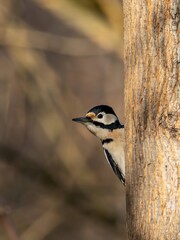 Great spotted woodpecker on tree trunk, blurred background.
