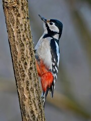 Great spotted woodpecker on tree trunk, blurred background.