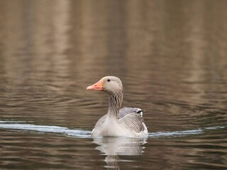 Greylag goose on the water, with reeds in the background.