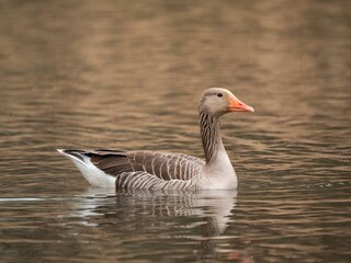 Naklejka na ściany i meble Greylag goose on the water, with reeds in the background.