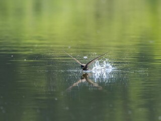 Common swift touching the water surface