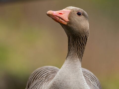Greylag goose portrait photo, blurred background.