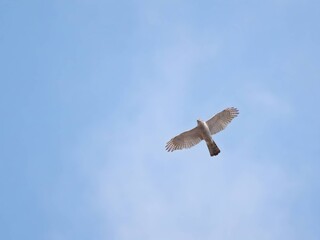 Eurasian sparrowhawk in flight against the sky.