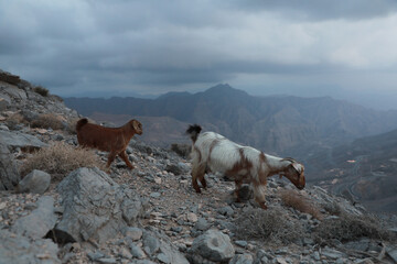 Winter time in Ras Al Khaimah