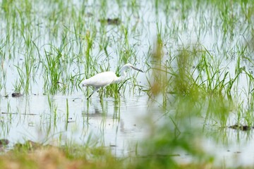 Egrets feeding on shells, crabs and fish in the fields.