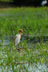 Egrets feeding on shells, crabs and fish in the fields.