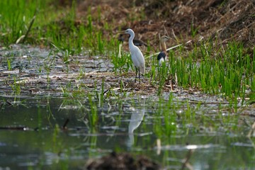 Egrets feeding on shells, crabs and fish in the fields.