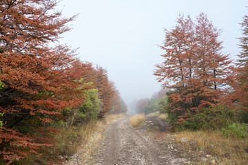 Obraz premium Dirt road with red trees on a foggy day in Patagonia