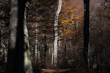 Yellow foliage of a lenga tree at Baguilt State Reserve, Patagonia
