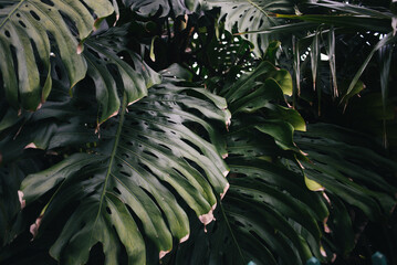 Philodendron Leaves in Key Largo Florida