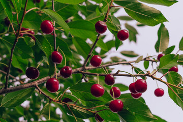 Bottom view of ripe cherries in a cherry orchard on a tree branch.