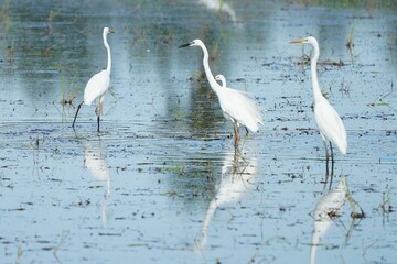 Egrets feeding on shells, crabs and fish in the fields.