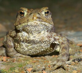 Common toad close up photo.