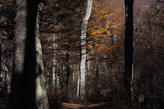 Yellow foliage of a lenga tree at Baguilt State Reserve, Patagonia