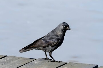 Western jackdaw on a rock in the middle of the water.