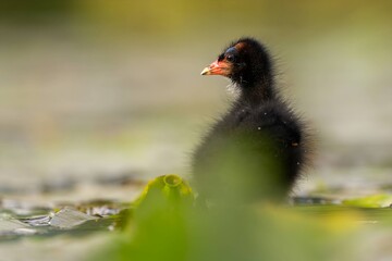 Baby common moorhen on the water, beautifully captured water