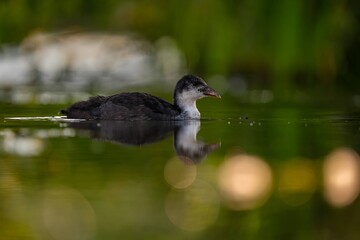 Baby common moorhen on the water, beautifully captured water