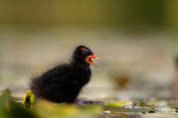 Baby common moorhen on the water, beautifully captured water