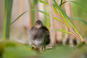 Baby common moorhen on the water, beautifully captured water