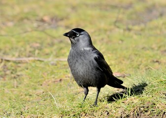 Western jackdaw on the grass, close-up photo.