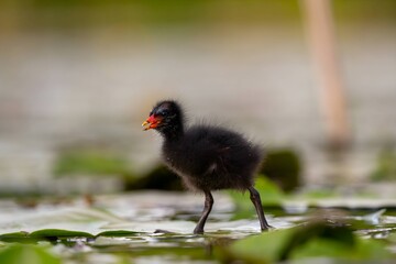 Baby common moorhen on the water, beautifully captured water