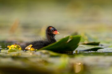 Baby common moorhen on the water, beautifully captured water