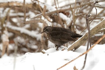 Young Common blackbird in winter scenery in the snow.