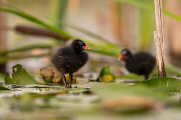 Baby common moorhen on the water, beautifully captured water