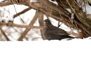 Young Common blackbird in winter scenery in the snow.