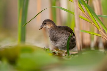 Baby common moorhen on the water, beautifully captured water