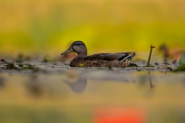 Wild duck on the water, beautifully captured water