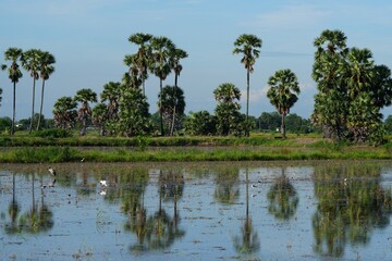 Obraz premium Palm trees grow naturally in the evening, the sky is beautiful.