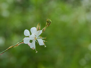 蝶のようなガウラの花