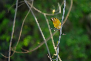 Golden warbler with yellow body and dark brown wings naturally.