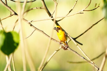 Golden warbler with yellow body and dark brown wings naturally.