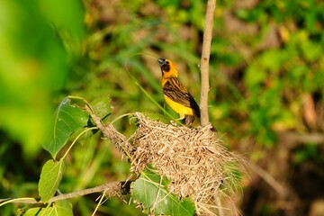 Golden sparrow with yellow body, dark brown wings and natural bird's nest.