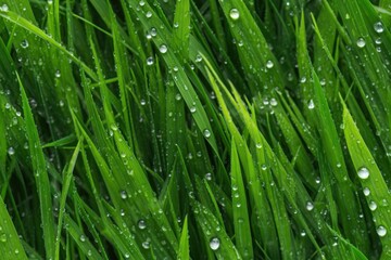 Fototapeta na wymiar Seamless pattern with dewy raindrops on vibrant green grass lawn texture.