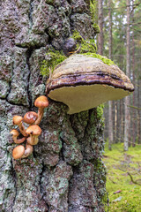 Honey fungus and a conk on a tree trunk in the woodland - obrazy, fototapety, plakaty
