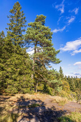 Fototapeta na wymiar Pine and spruce tree by a forest a sunny autumn day