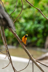 Golden warbler with yellow body and dark brown wings naturally.