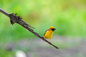 Fototapeta premium Golden warbler with yellow body and dark brown wings naturally.