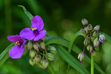 Purple flowers of spiderwort.