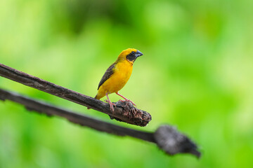 Golden warbler with yellow body and dark brown wings naturally.