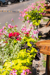 Flowers in a pot on the street