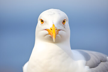 Fototapeta premium close up of a seagull