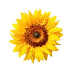 Beautiful close-up sunflower in full bloom isolated on transparent background. Png clip art floral element.