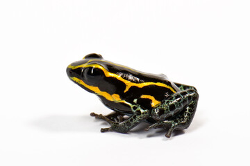 Zimmerman’s poison frog // Einpunkt-Baumsteiger (Ranitomeya variabilis)