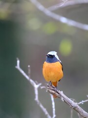 Cute Male Daurian Redstart Perched on Tree Branch with Green Bokeh Background