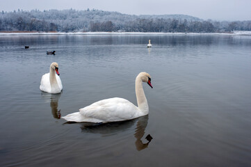 white swans group on the lake swim well under the bright sun